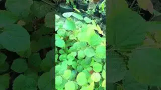 ਫਾਲਸਾ#phalsa #naturelovers #fruitplant
