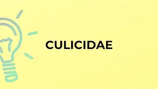 What is the meaning of the word CULICIDAE?