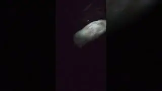 tiger minnows eating rat skin
