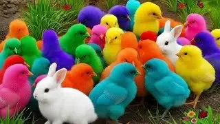 Rainbow Chickens Team Up with Bunnies, Ducks, Turtles & Hamsters &ndash; Viral Animal Compilation