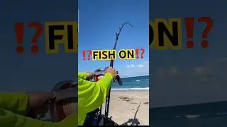 Does this guy have a point? #sharkfishing #landbasedsharkfishing #beachfishing #shark #bigsharks