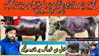 Milk increase buffalo l A native recipe to increase cow and buffalo milkj l Jantu tv