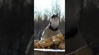 Blue jay drops by for some breakfast peanuts