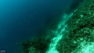 Eskina Avı - Подводная охота на горбыль в Стамбуле - Spearfishing Brown Meagre