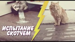 CAT vs Ferret (КОТ vs ХОРЕК)! испытание скотчем | CATvsFRED