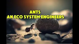 The Insect Apocalypse: Why The World Can&rsquo;t Survive Without Bugs | WildSphereDocs
