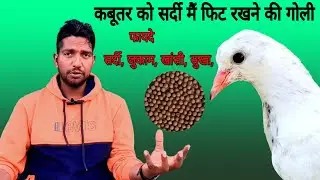 Kabutar ko Sardi ke Mausam me fit rakhne ki goli | कबूतर को सर्दी मैं फिट रखने की गोली #kabutar