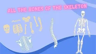 Bones of the Human Body By Adam