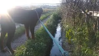 RIO THE ROTTWEILER | DOG MORNING WALK | 🐕 2020 |