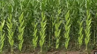 🌽 Corn | how to start maize farming &deg; agriculture vlog