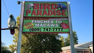 Bird Paradise 