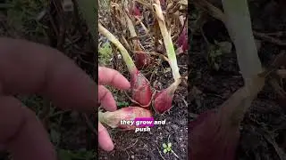 Growing more food in a smaller space #gardeningtips #gardening #urbanfarming