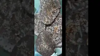 Instant made rice, ragi, wheat flour multigrain recipe