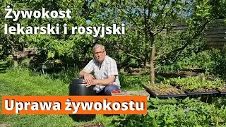 Żywokost lekarski i rosyjski. Uprawa w ogrodzie na gnojówki zawierające potas do nawożenia pomidorów