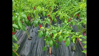 The best herbicide-free, eco-friendly way to prevent weed growth