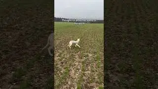 Coursing hunting lamping #coursing #hunting #dogtraining #lamping