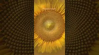 Quick Creativity Boost: 60-Seconds Fibonacci Art Journey