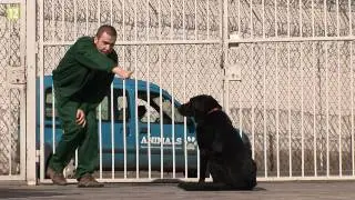 Dogoterapia w polskim więzieniu