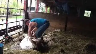 Shearing a Horned Dorset ram