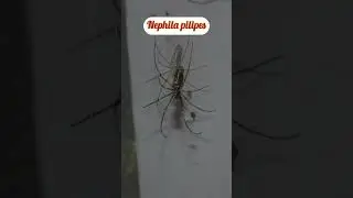Sarvi has fear and anxiety to see nephila Pilipes spider in a vacant house #sarvic #spider #short