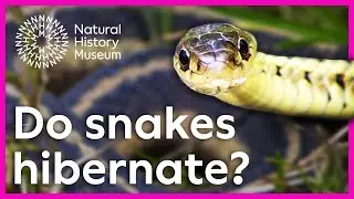 Snakes in cold weather: what is brumation? | Surprising Science