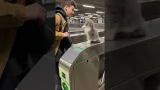 Feel-Good CAT Moments