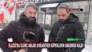Elazığ&rsquo;da İlgin&ccedil; Anlar Doğasever K&ouml;peklerin Arasında Kaldı