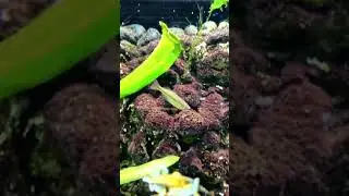 Beautiful and amazing tiny aquarium fish duel / sparring -- gertrudae rainbowfish breeding #shorts