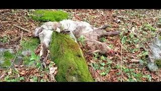 Palchi di Cervo - Un ultimo saluto