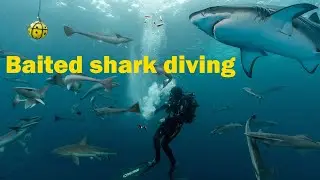 Baited Shark Diving in South Africa | What I Didn&rsquo;t Expect #shark #southafrica