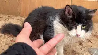 ONE EYE CAT | CAT ALWAYS WALK OUTSIDE | CATS VIDEOS | CUTE CATS | PETS | ANIMALS