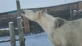 20 градусов мороз лошади греются на солнце