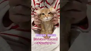 【保護猫日記📔今日のダンス ー😻】　　　　　　　　　　　　　　　　　　　　#chickenbanana #shortvideo #cat #茶トラ #猫のいる生活