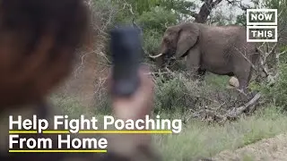 How to Protect African Wildlife and Stop Poachers From Home