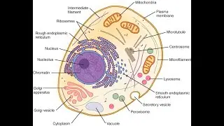 John J. Bonaduce PhD., Mythobiogenesis: The Cellular Origin of Myth, Religion, and Ritual