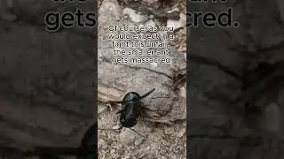 Is This Ant a Hero? #ants #interesting #viral #hero #insects