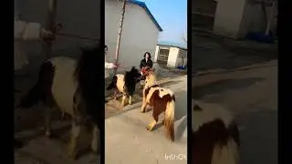 #mini horse breeding #mini horse&rsquo;s cuteness #little pony&rsquo;s charm animal pony Shetland pony