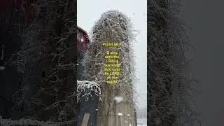 #snow #gambrel  #barn #acapella #singing #farm