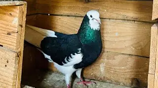 ZEYBEK ERKEK D&Ouml;N&Uuml;Ş&Uuml;.Samet Eskin İZMİR URLA.dunek pigeons d&ouml;nek g&uuml;vercin.