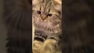 Cats like calm, quiet people.