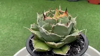 Agave Titanota white whale 白鯨農大牡丹葉嚴龍