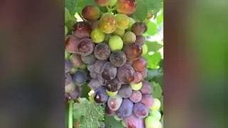 Winery loupaki