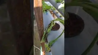 Flower plants from soil to running Hydroponic system. Test 1. #hydroponic #hydroponiclove