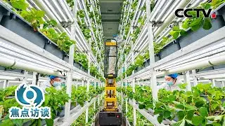 保障粮食安全再升级、实施常态化精准帮扶……“十五五”开局之年，“一号文件”为“三农”工作划重点！| CCTV「焦点访谈」20260203