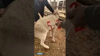 ये बातें सुनकर आप चौंक जाएंगे 😮 | #shorts #viral #trending #satisfying #amazing #facts