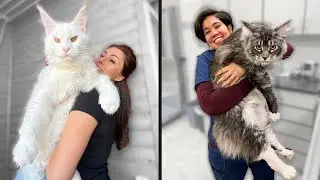 These Cats Are Bigger Than Humans!