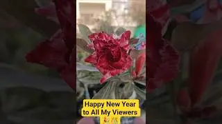 Happy New Year to All My Viewers 🎉🎊 #adeniumflowers #adeniumdesertrose #terracegarden #desertrose