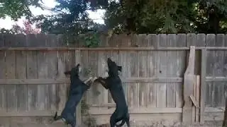 Our dogs got a hold of a possum on the fence.