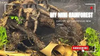 I built a tropical tarantula habitat