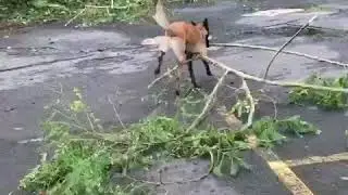 Dog helps clean up after Hurricane Mar&iacute;a